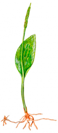 ������� ������������