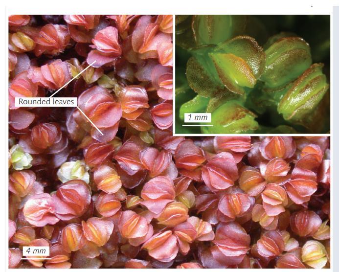 ����� �������