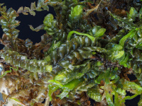 ���������� �������������