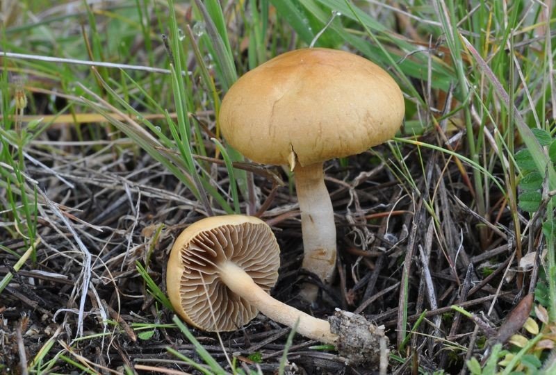 Agrocybe dura
