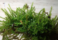 �������� ����������