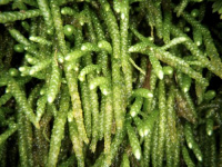 ���������� �����������