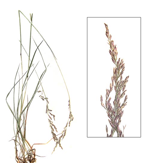 �������� ��������