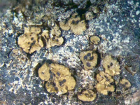 Acarospora smaragdula