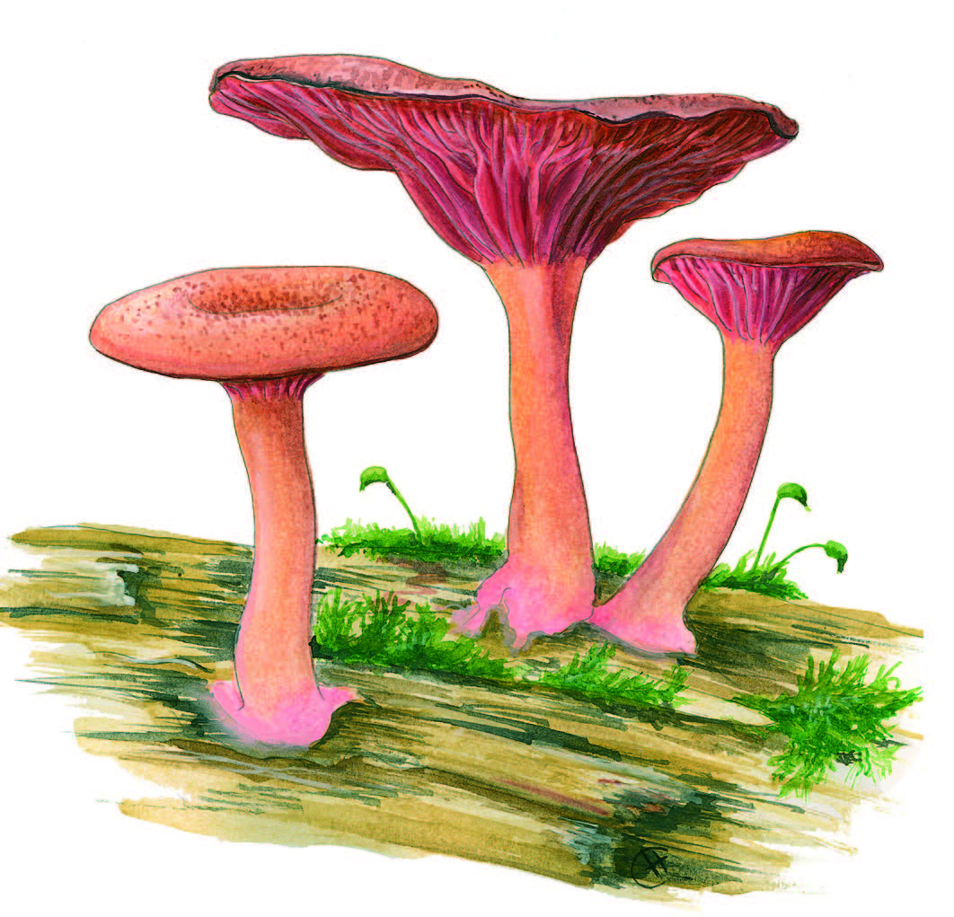 �������� ��������������