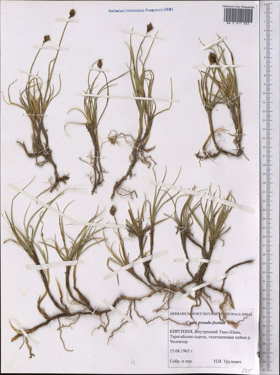 ����� ������������