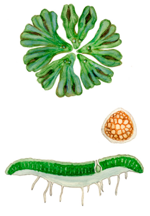 ������ �����