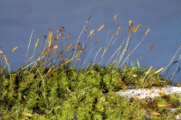 ����������� �����������