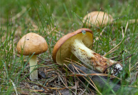 �������� ���������