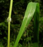 ������������ ��������