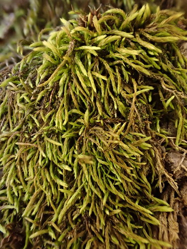 �������������� ����������