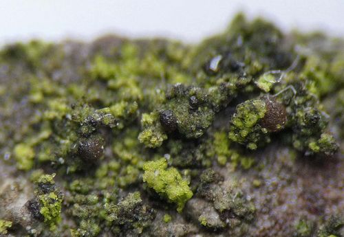 �������������� �����������������