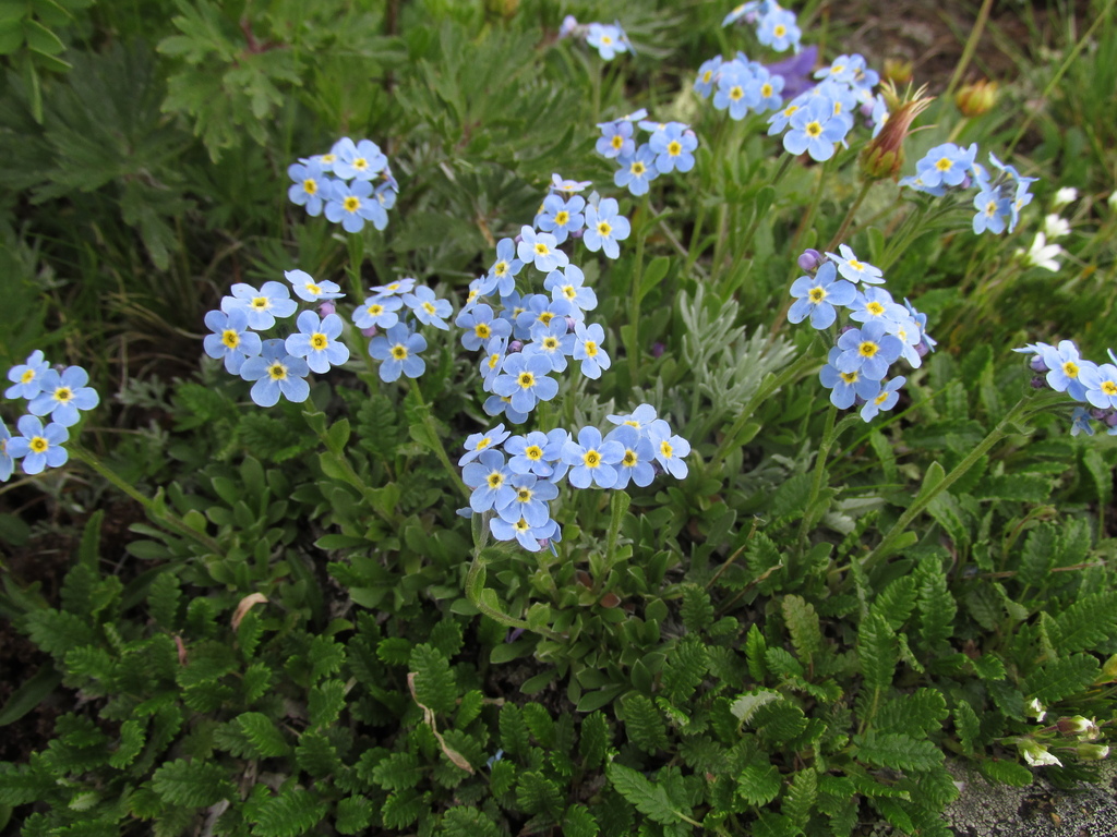 ������������ ��������