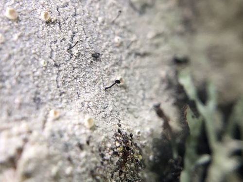 ��������� �������