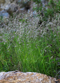 ��������� �����������