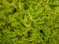 ��������� �����