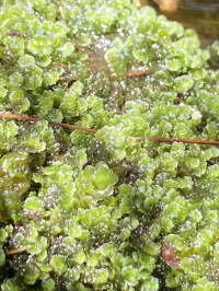 ���������� �������