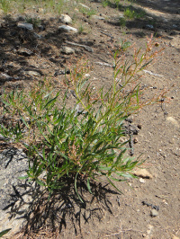 ������� �����������