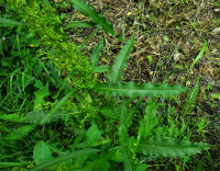 ������ �����������