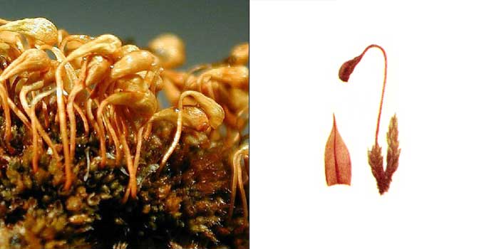 ����������� ���������