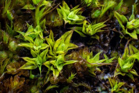 ���������� ������������