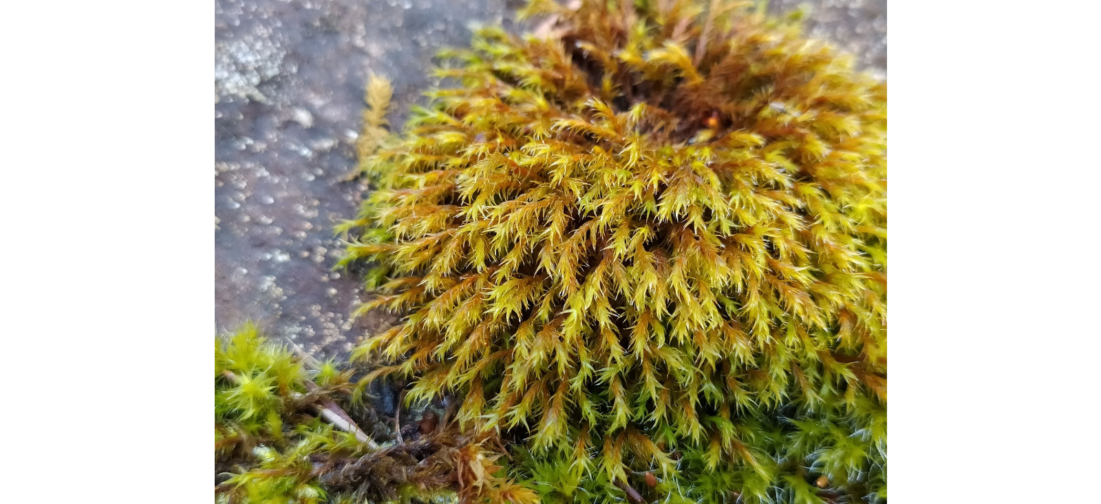 ���������� �����������