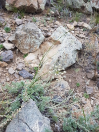 ��� ���������