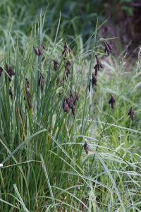 ����� ���������