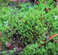 ������������� ������������