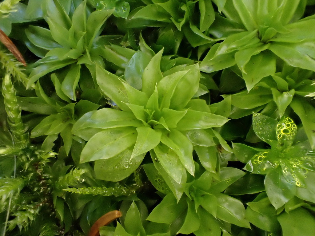 ��������� �������