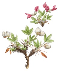 ������������� ���������������