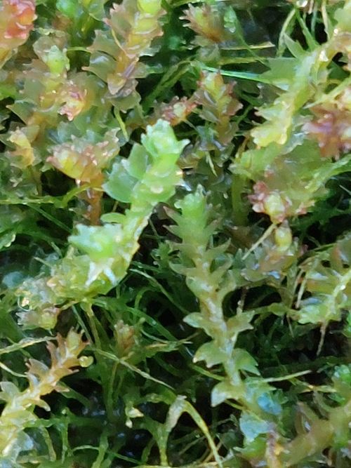 ������� �������