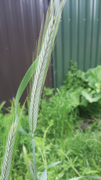 ���� ��������