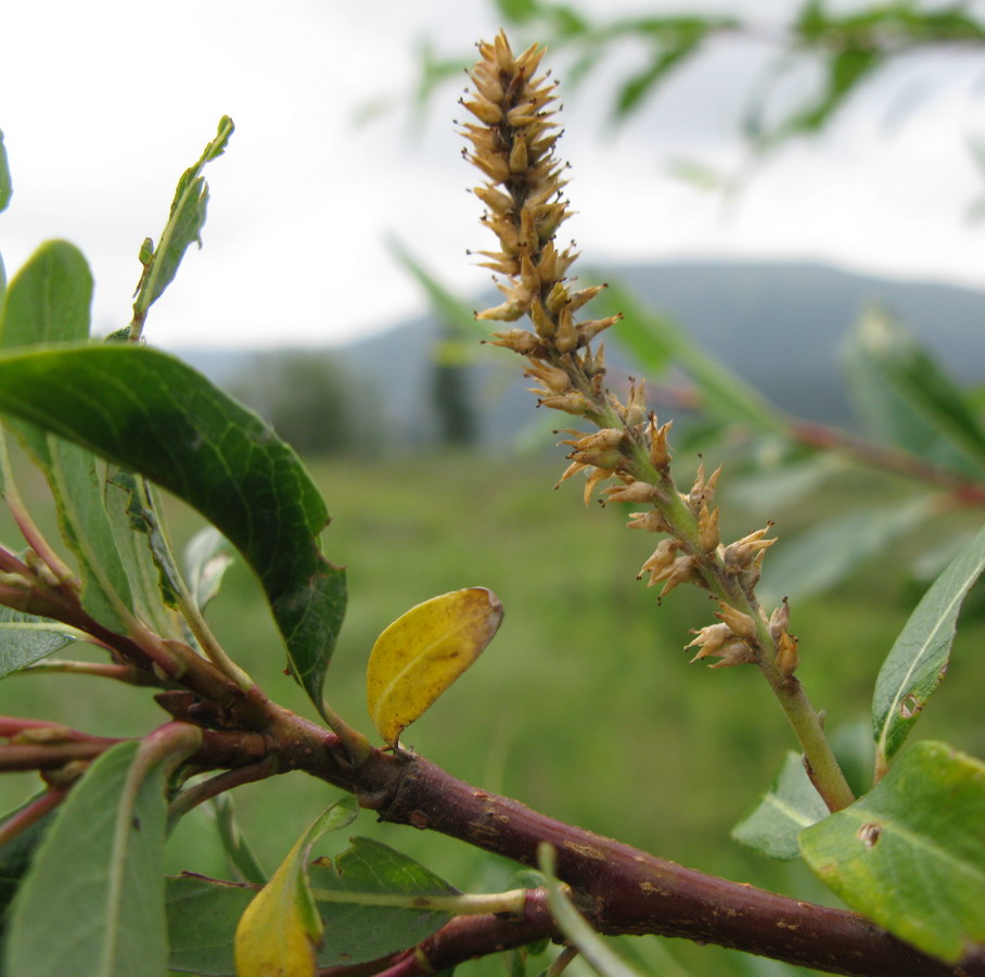 ��� �����������