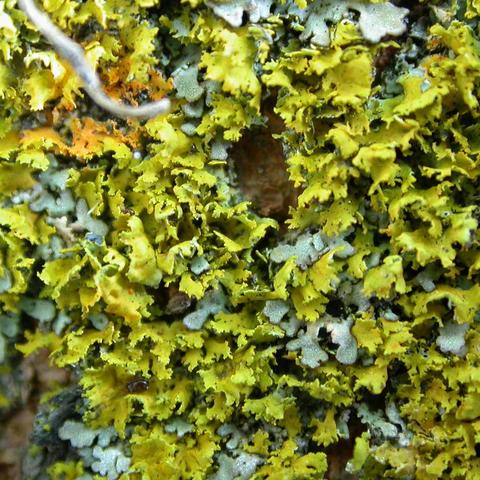 �������� ������������������, ������������� ������������������