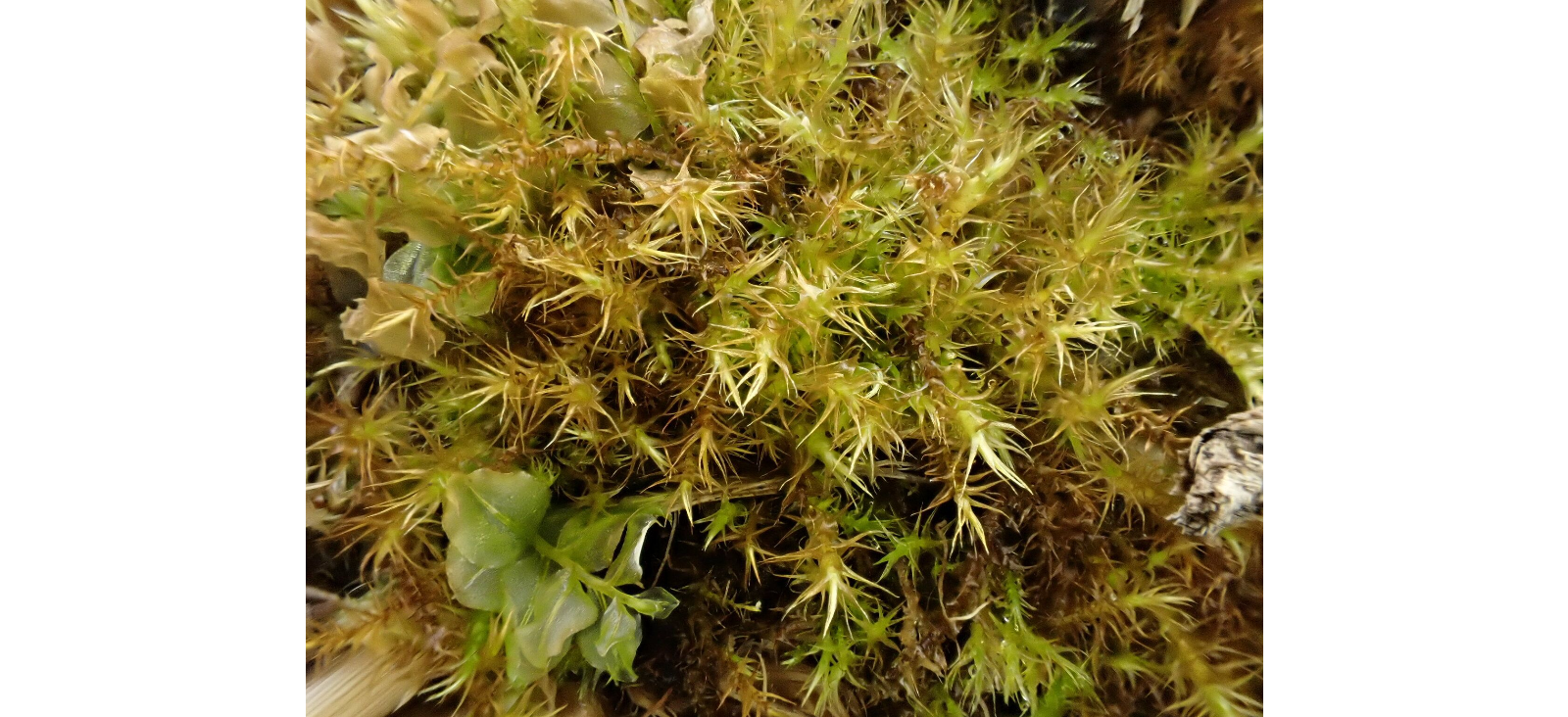 ��������� ����������