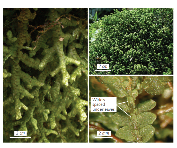 ������� �����