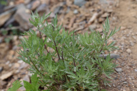 ������ ������������ 