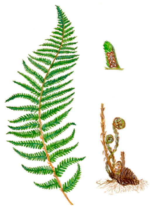 �������� �������