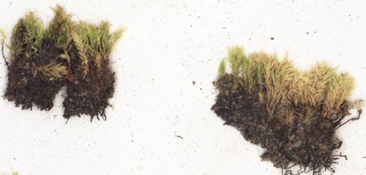 ����� �����������