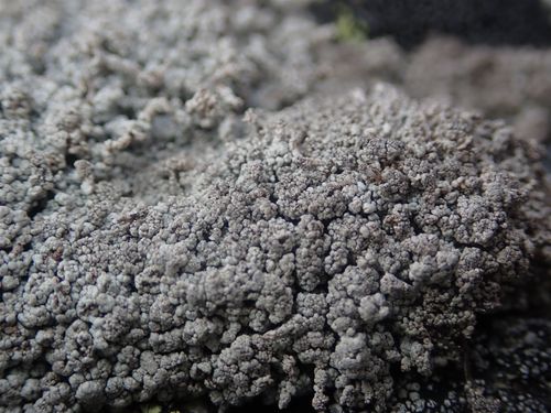 ������������ ����������