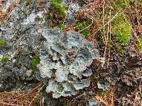 ������������ �����