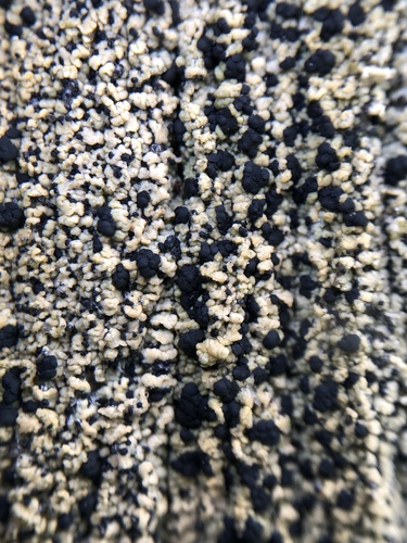 ������� �������������