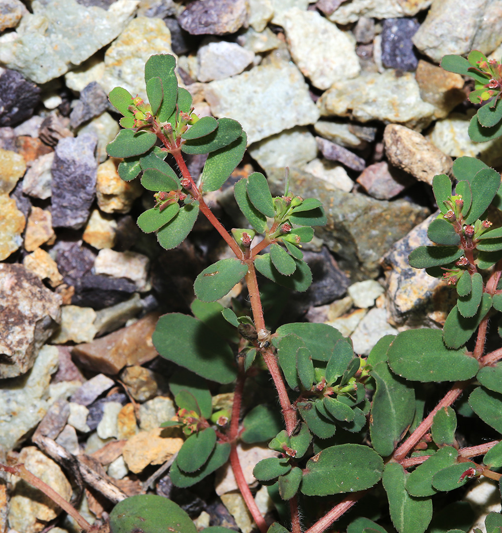 ������� �����-������������������