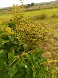 �������� �����������