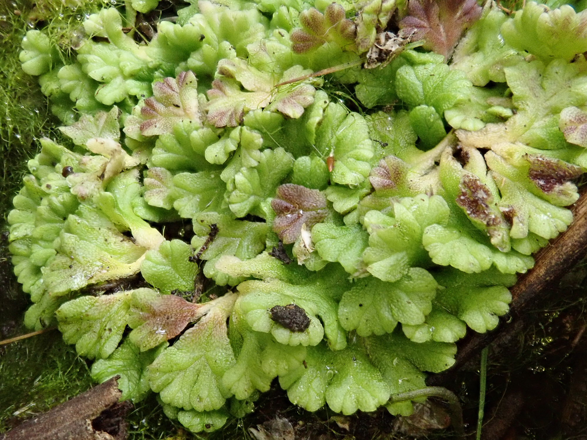 ������������ ���������