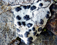 �������� �������������