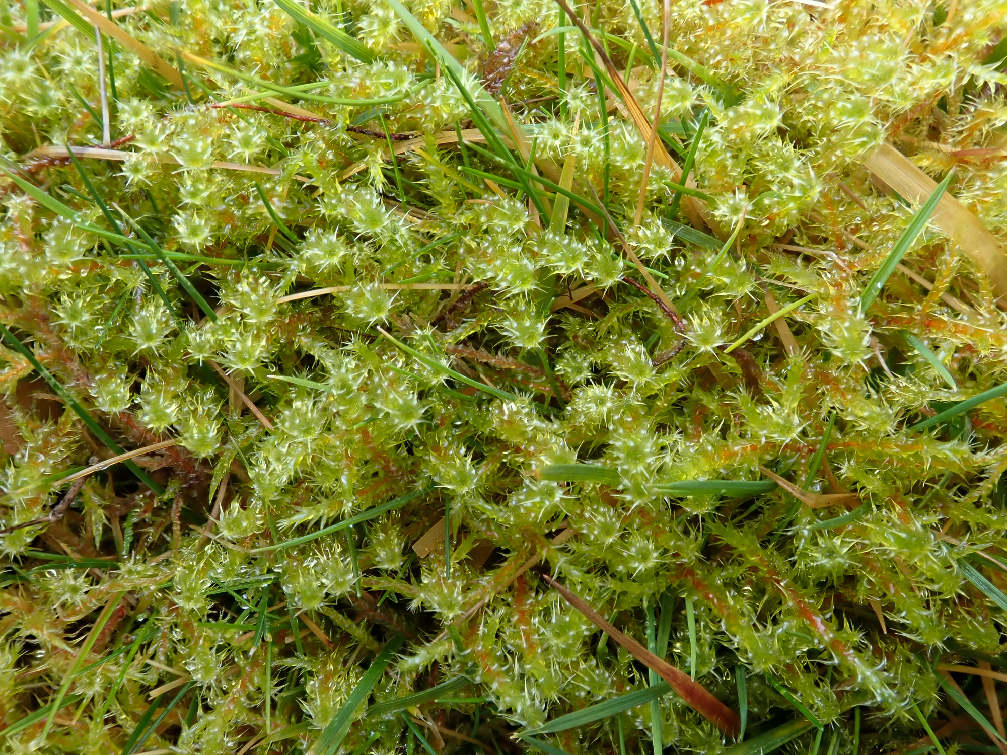 ����������� �������������