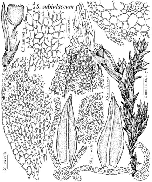 ���������� ��������������