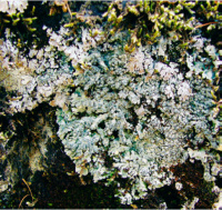 ������� �����������